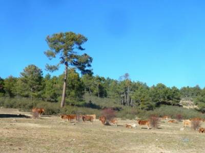 ruta social senderista, comida navidad; cerezo en flor los picos de europa mochilas de montaña